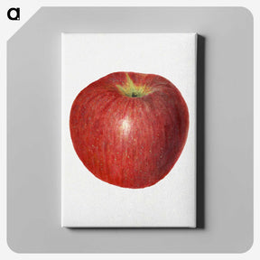 3-47_USDA-Watercolor-Fruit-Painting-Collection_canvas