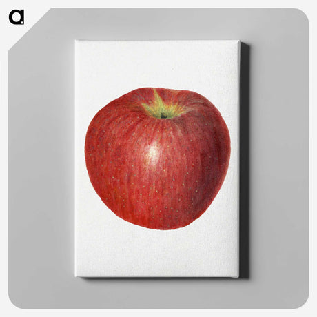 3-47_USDA-Watercolor-Fruit-Painting-Collection_canvas