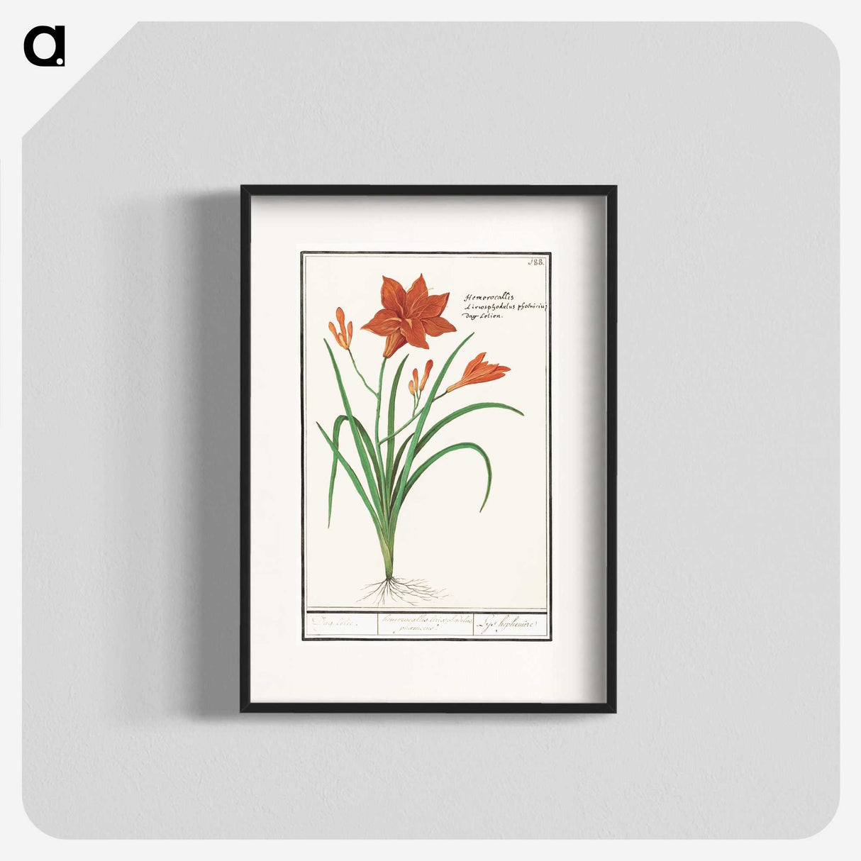 3-48_Anselmus-Boetius-de-Boodt_blk