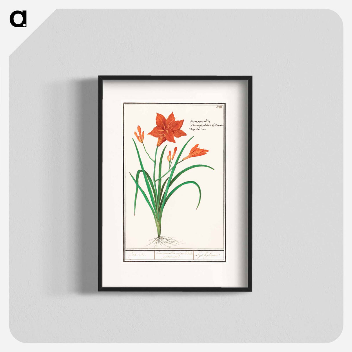 Orange daylily, Hemerocallis - アンセルムス ボエティウス デ ブート Poster.
