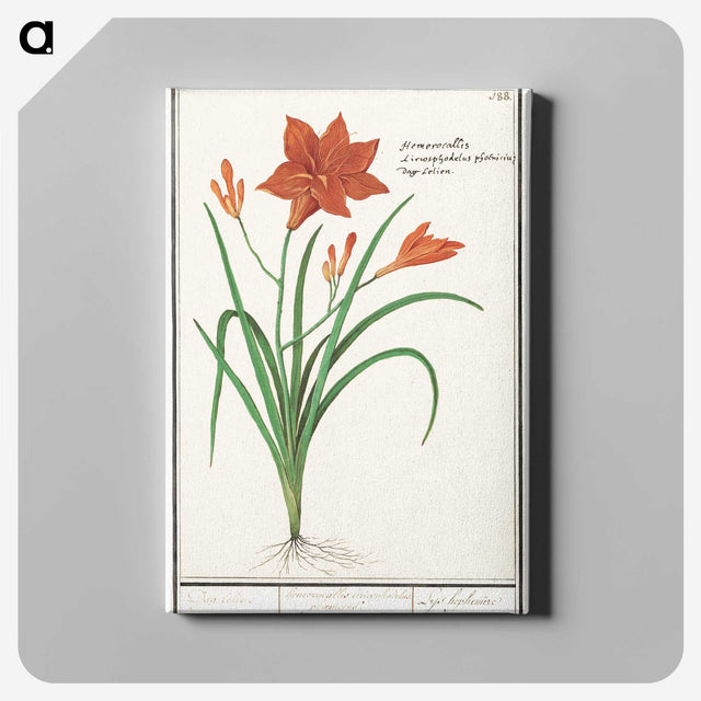 3-48_Anselmus-Boetius-de-Boodt_canvas