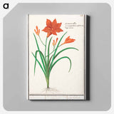 Orange daylily, Hemerocallis - アンセルムス ボエティウス デ ブート Canvas.