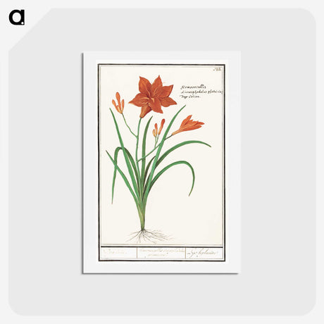3-48_Anselmus-Boetius-de-Boodt_hagaki