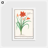 Orange daylily, Hemerocallis - アンセルムス ボエティウス デ ブート Postcard.