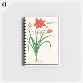 アートメモ帳-Orange daylily, Hemerocallis - アンセルムス ボエティウス デ ブート Memo.