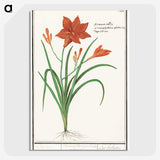 3-48_Anselmus-Boetius-de-Boodt_picture-crop