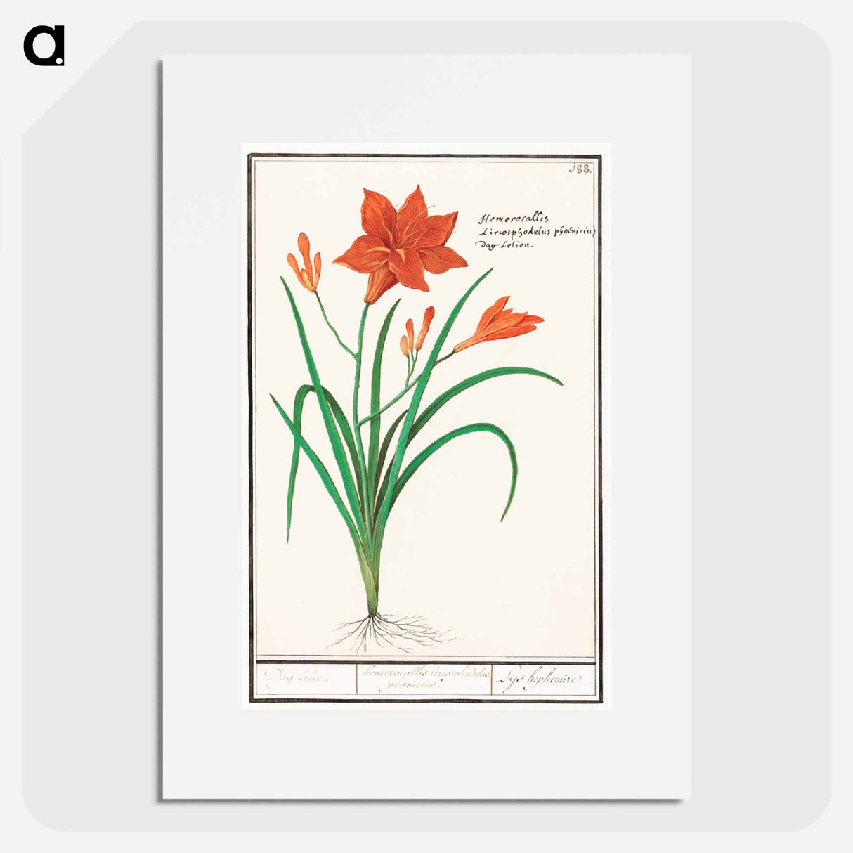 Orange daylily, Hemerocallis - アンセルムス ボエティウス デ ブート Poster.