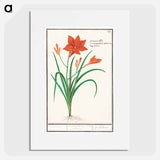 Orange daylily, Hemerocallis - アンセルムス ボエティウス デ ブート Poster.