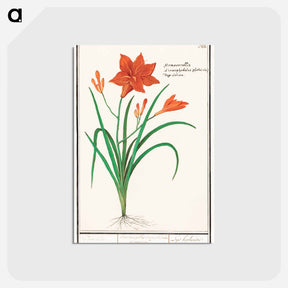 アートポストカード-Orange daylily, Hemerocallis - アンセルムス ボエティウス デ ブート Postcard.