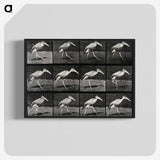 3-48_Eadweard-Muybridge_blk-crop