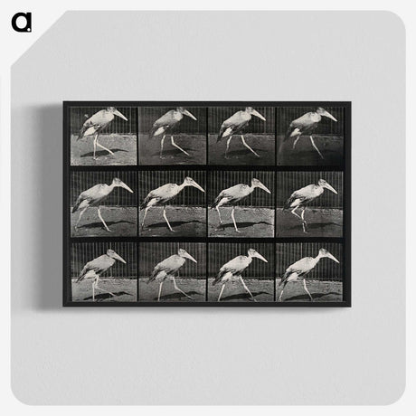 3-48_Eadweard-Muybridge_blk-crop