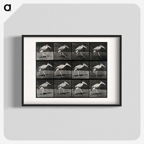 3-48_Eadweard-Muybridge_blk