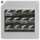 3-48_Eadweard-Muybridge_canvas