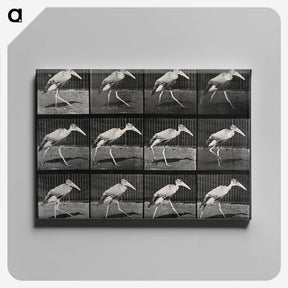 3-48_Eadweard-Muybridge_canvas