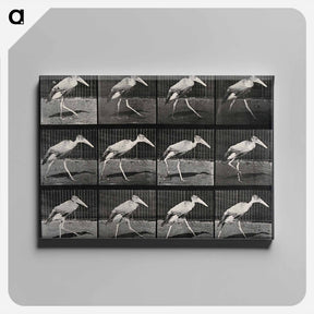 アートパネル-Stork Walking
 - エドワード マイブリッジ Canvas.