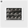 アートポストカード-Stork Walking
 - エドワード マイブリッジ Postcard.
