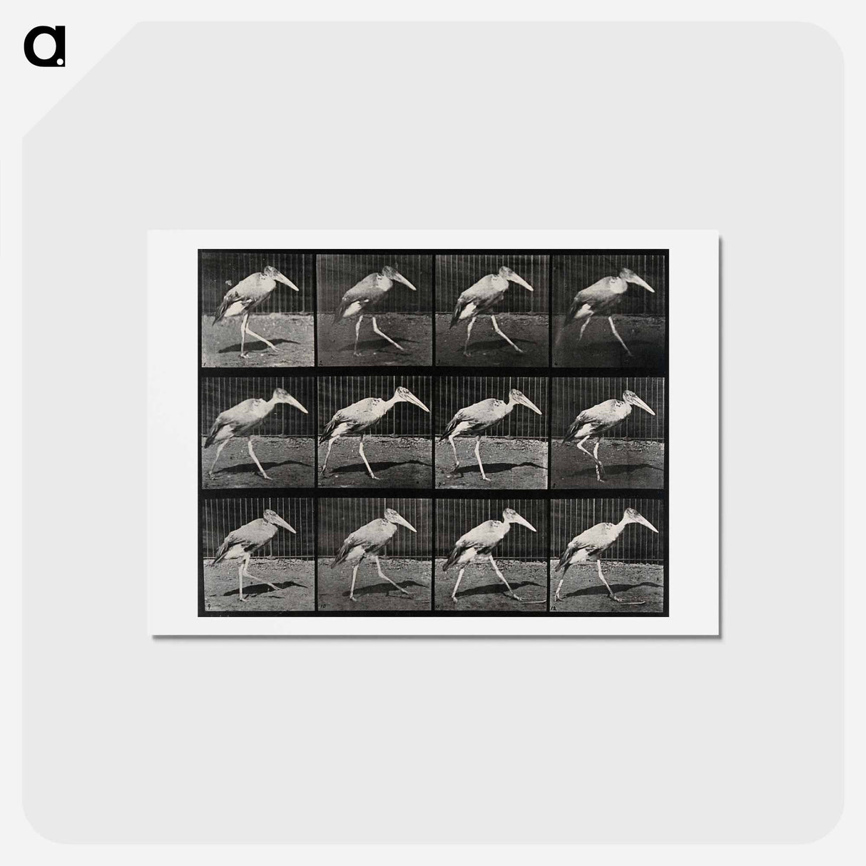 アートポストカード-Stork Walking
 - エドワード マイブリッジ Postcard.