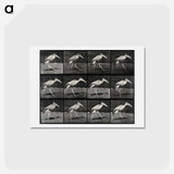 アートポストカード-Stork Walking
 - エドワード マイブリッジ Postcard.