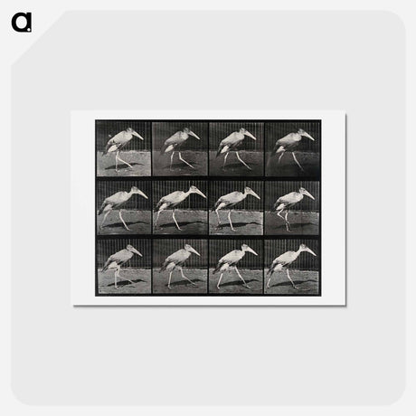 アートポストカード-Stork Walking
 - エドワード マイブリッジ Postcard.