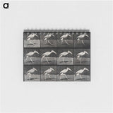 3-48_Eadweard-Muybridge_memo