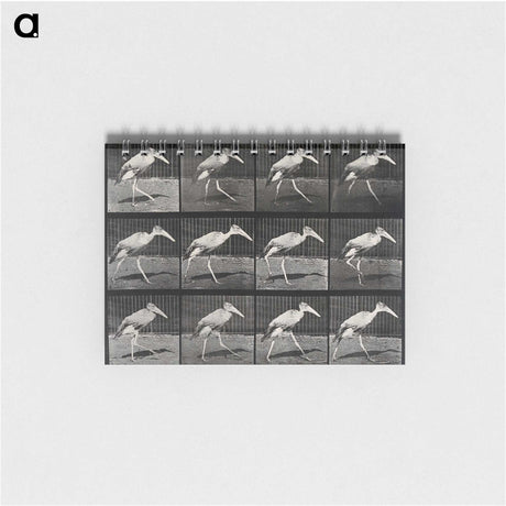 3-48_Eadweard-Muybridge_memo