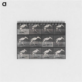 アートメモ帳-Stork Walking
 - エドワード マイブリッジ Memo.