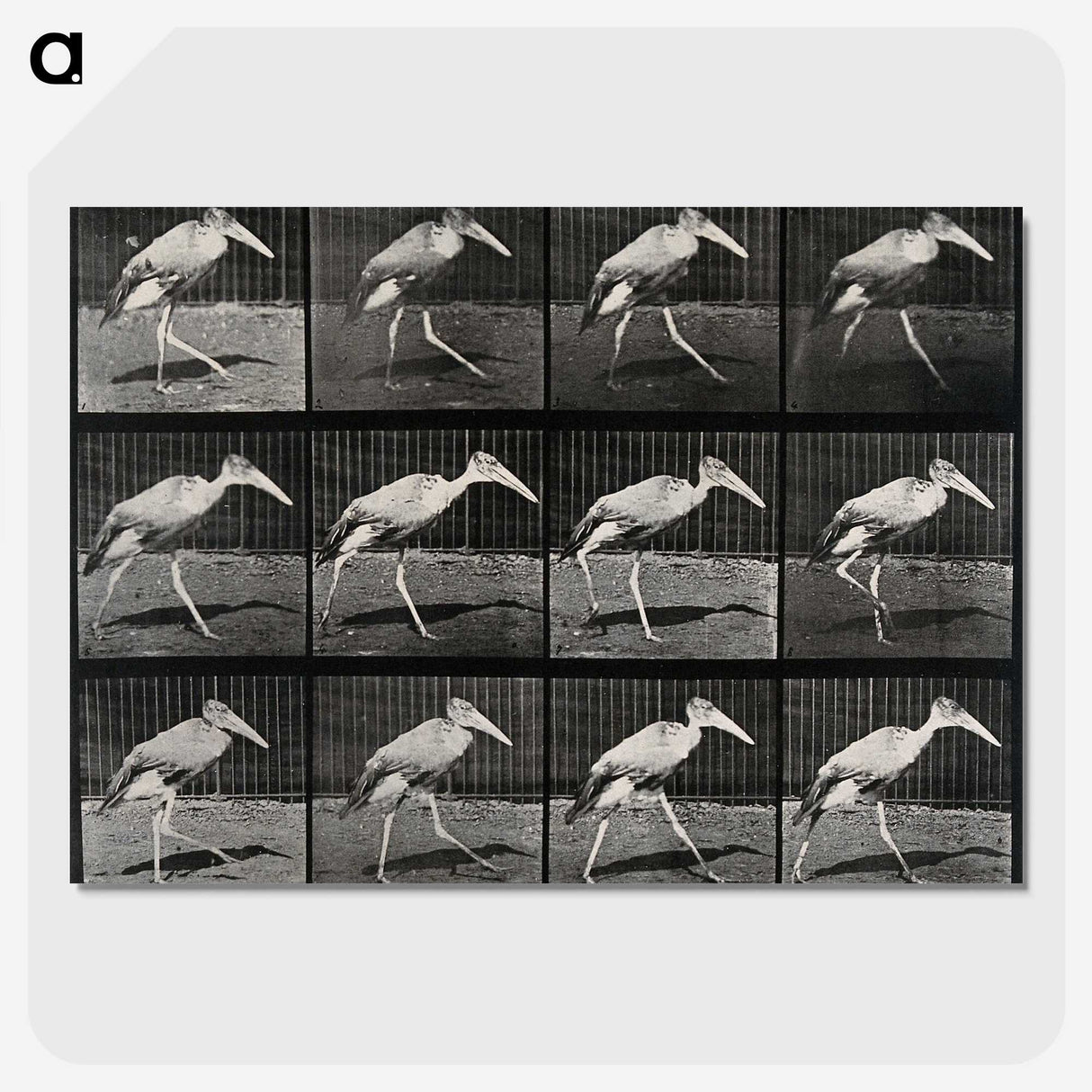 3-48_Eadweard-Muybridge_picture-crop