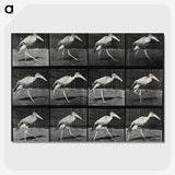 3-48_Eadweard-Muybridge_picture-crop