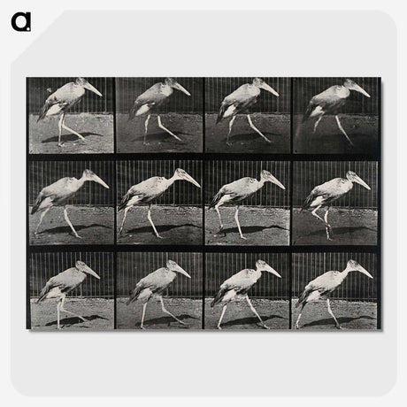 3-48_Eadweard-Muybridge_picture-crop