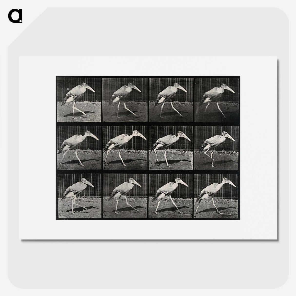 3-48_Eadweard-Muybridge_picture