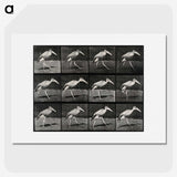 3-48_Eadweard-Muybridge_picture