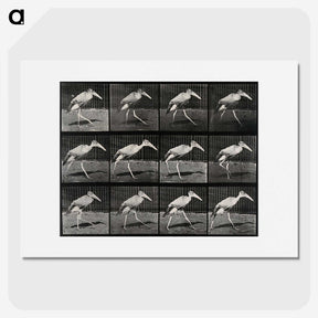 3-48_Eadweard-Muybridge_picture