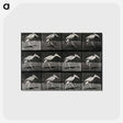 3-48_Eadweard-Muybridge_postcard