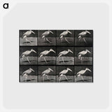 アートポストカード-Stork Walking
 - エドワード マイブリッジ Postcard.