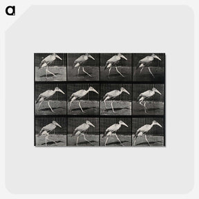 3-48_Eadweard-Muybridge_postcard