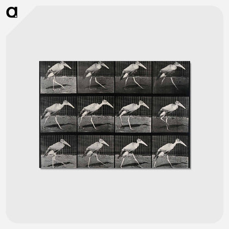アートポストカード-Stork Walking
 - エドワード マイブリッジ Postcard.