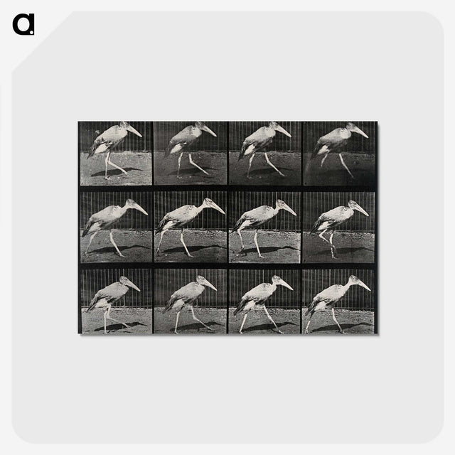 3-48_Eadweard-Muybridge_postcard