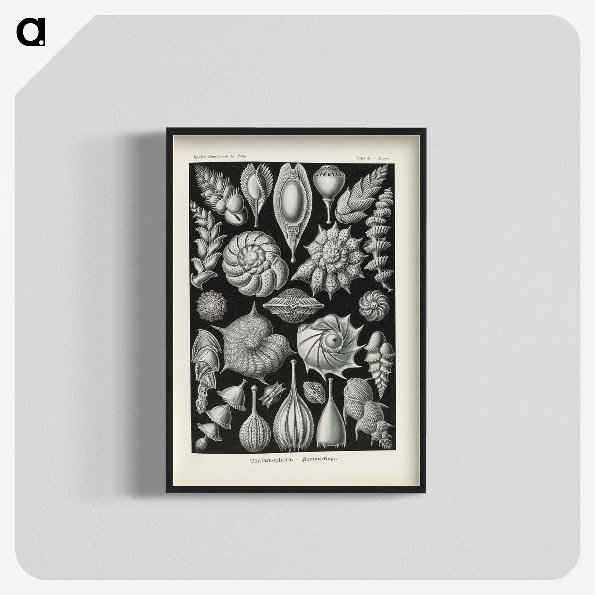 3-48_Ernst-Haeckel_blk-crop