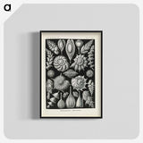 3-48_Ernst-Haeckel_blk-crop