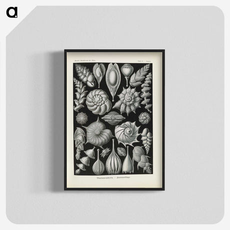 3-48_Ernst-Haeckel_blk-crop