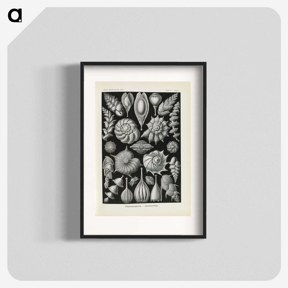 3-48_Ernst-Haeckel_blk