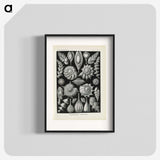 3-48_Ernst-Haeckel_blk