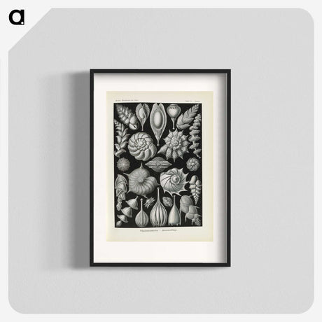 3-48_Ernst-Haeckel_blk