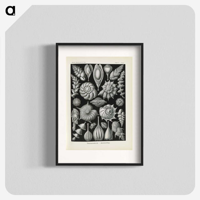 3-48_Ernst-Haeckel_blk
