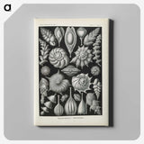 3-48_Ernst-Haeckel_canvas