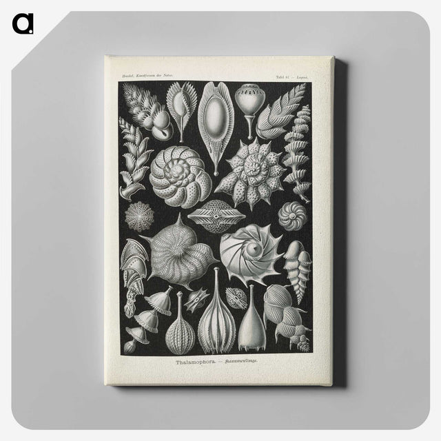 3-48_Ernst-Haeckel_canvas