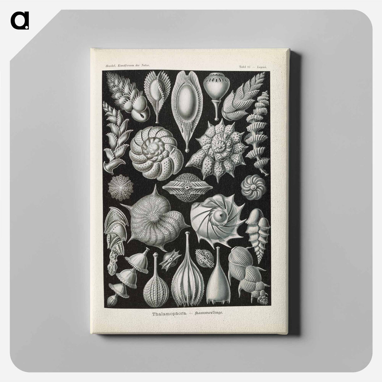 Marine life illustration - エルンスト ヘッケル Canvas.
