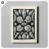Marine life illustration - エルンスト ヘッケル Canvas.