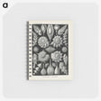 3-48_Ernst-Haeckel_memo