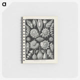 3-48_Ernst-Haeckel_memo